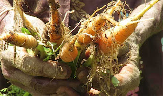 தென்மராட்சி சந்தையில் மண்ணுடன் விற்பனை ஆகும் கரட்!